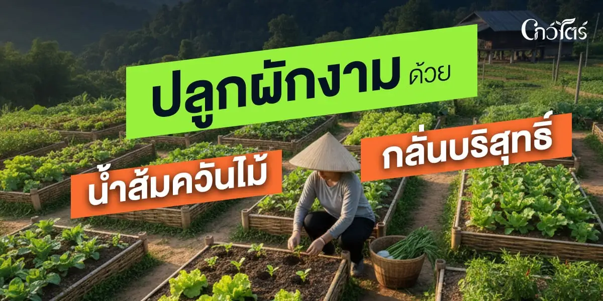 ปลูกผักงามด้วยน้ำส้มควันไม้กลั่นบริสุทธิ์