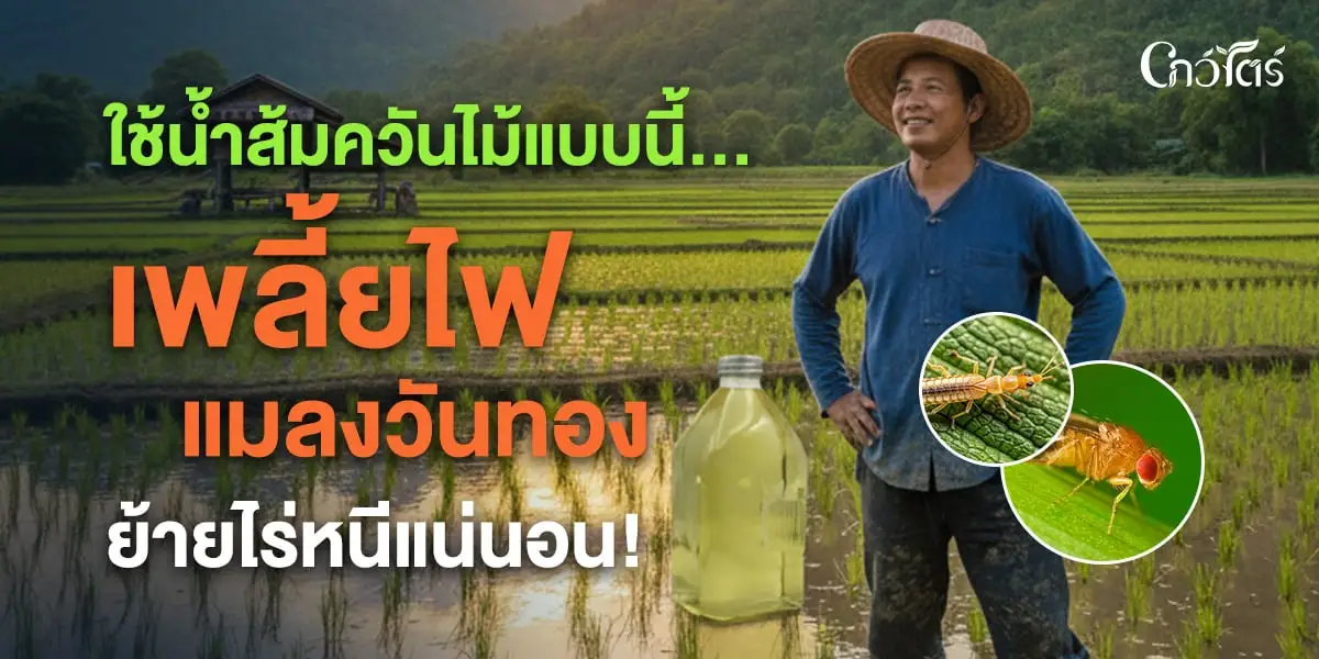 ใช้น้ำส้มควันไม้แบบนี้…-เพลี้ยไฟ-แมลงวันทอง-ย้ายไร่หนีแน่นอน